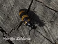 [Mylabris tricincta]